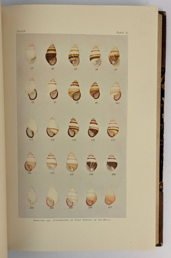 Evolution, Racial and Habitudinal - Image 3