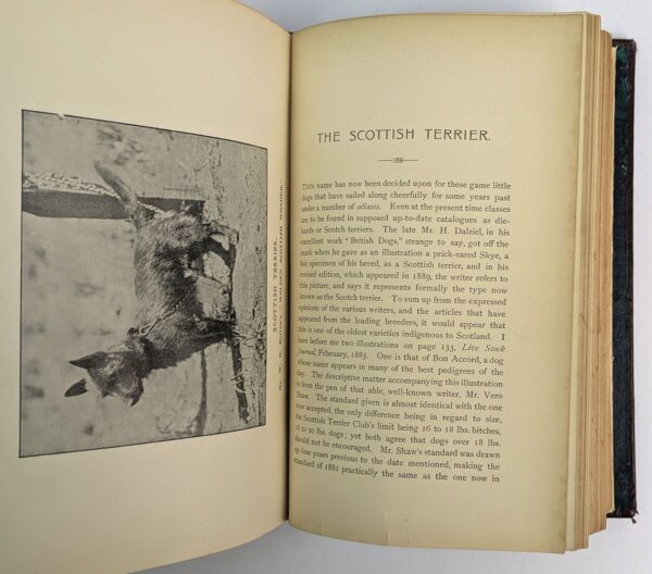 The Dog in Australasia - Image 3