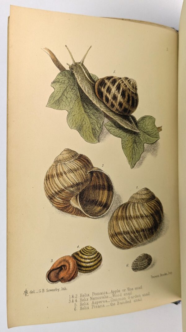 The Edible Mollusks of Great Britain and Ireland with Recipes for Cooking Them - Image 3