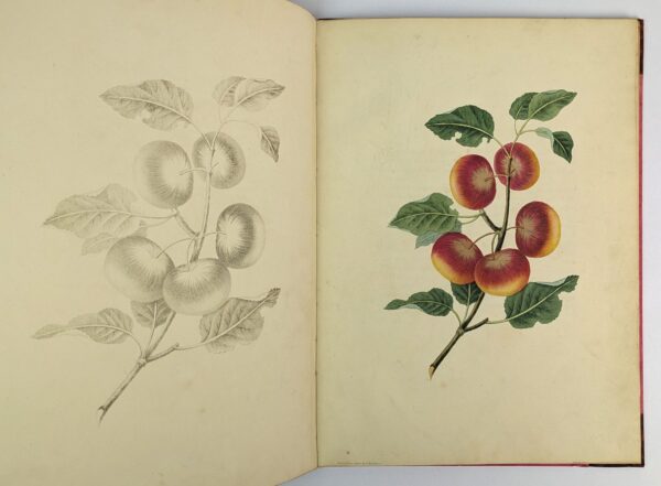 Groups of Fruit, Accurately Drawn and Coloured After Nature, with Full Directions for the Young Artist: Designed as a Companion to the Treatises on Flowers and Birds. - Image 3