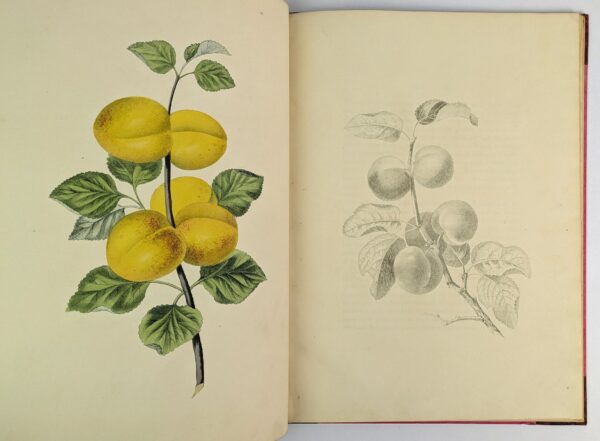 Groups of Fruit, Accurately Drawn and Coloured After Nature, with Full Directions for the Young Artist: Designed as a Companion to the Treatises on Flowers and Birds. - Image 4