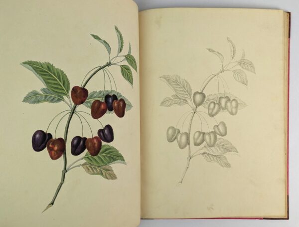 Groups of Fruit, Accurately Drawn and Coloured After Nature, with Full Directions for the Young Artist: Designed as a Companion to the Treatises on Flowers and Birds. - Image 5