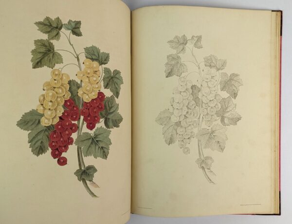 Groups of Fruit, Accurately Drawn and Coloured After Nature, with Full Directions for the Young Artist: Designed as a Companion to the Treatises on Flowers and Birds. - Image 6