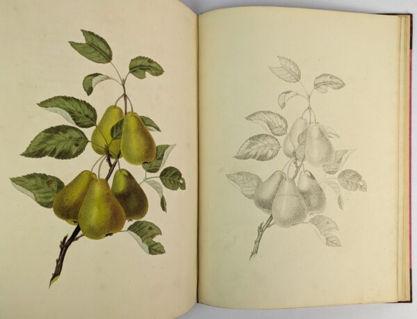 Groups of Fruit, Accurately Drawn and Coloured After Nature, with Full Directions for the Young Artist: Designed as a Companion to the Treatises on Flowers and Birds. - Image 7