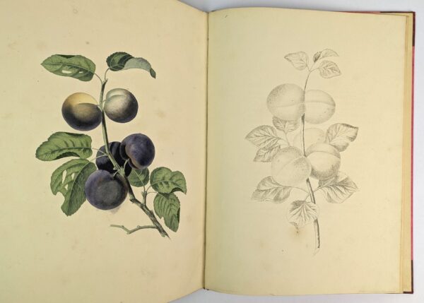 Groups of Fruit, Accurately Drawn and Coloured After Nature, with Full Directions for the Young Artist: Designed as a Companion to the Treatises on Flowers and Birds. - Image 8
