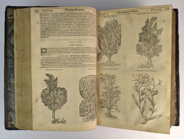 Theatrum Botanicum: The Theater of Plants. Or, An Herball of Large Extent - Image 5