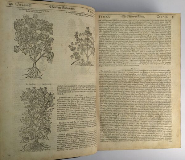 Theatrum Botanicum: The Theater of Plants. Or, An Herball of Large Extent - Image 6