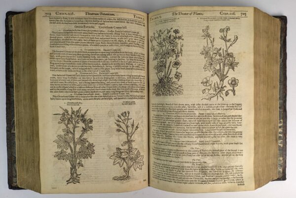 Theatrum Botanicum: The Theater of Plants. Or, An Herball of Large Extent - Image 7
