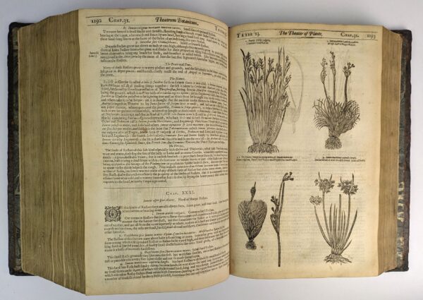 Theatrum Botanicum: The Theater of Plants. Or, An Herball of Large Extent - Image 8