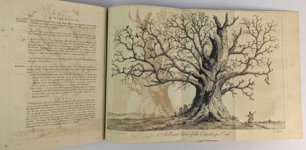 Silva: or, A Discourse of Forest-Trees, and the Propagation of Timber in his Majesty's Dominions: .. - Image 3