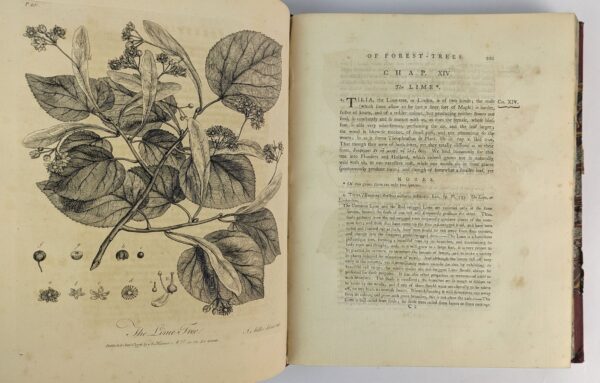 Silva: or, A Discourse of Forest-Trees, and the Propagation of Timber in his Majesty's Dominions: .. - Image 4