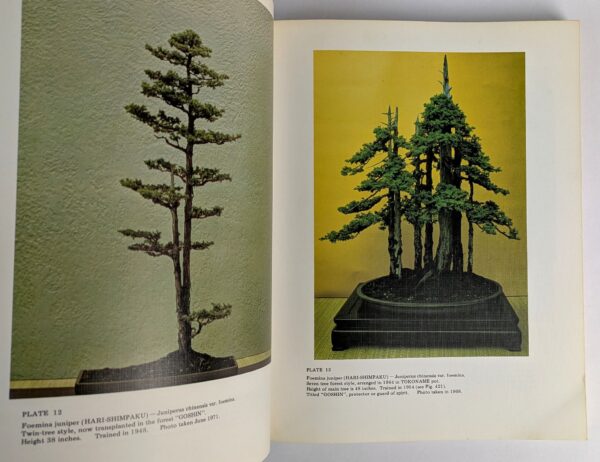Bonsai Techniques - Image 2