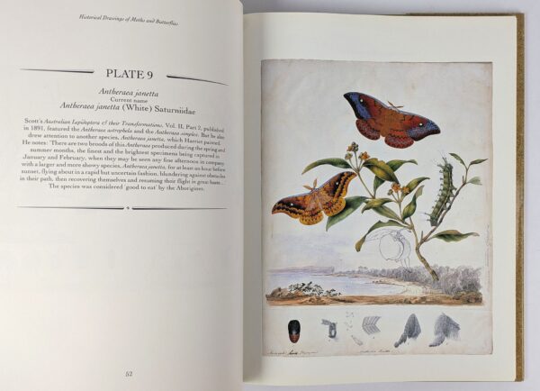 Historical Drawings of Moths and Butterflies - Image 2