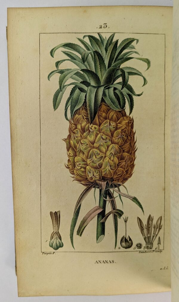 Flore Medicale, Decrite par F. O. - Image 3