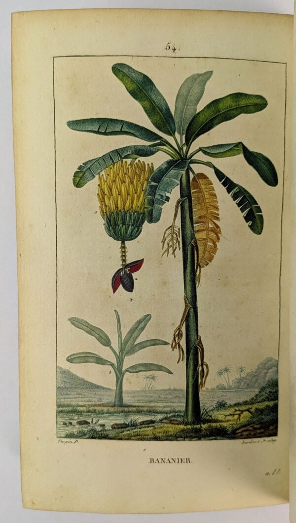 Flore Medicale, Decrite par F. O. - Image 4