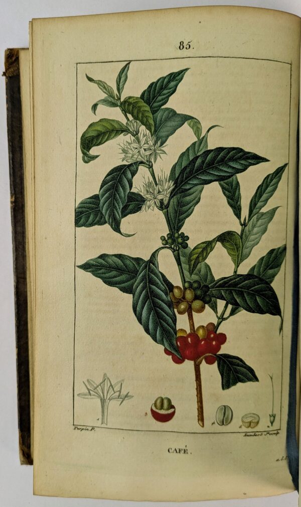 Flore Medicale, Decrite par F. O. - Image 5