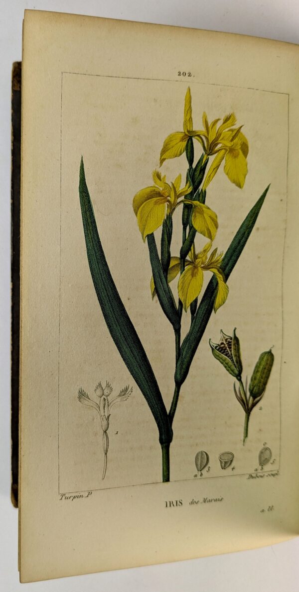 Flore Medicale, Decrite par F. O. - Image 7