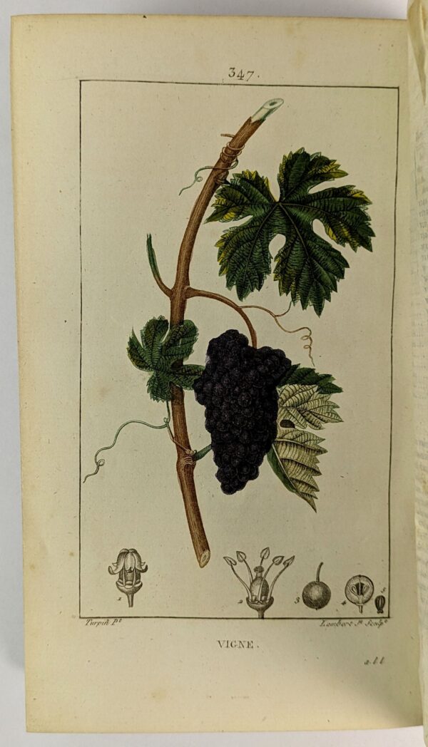 Flore Medicale, Decrite par F. O. - Image 9