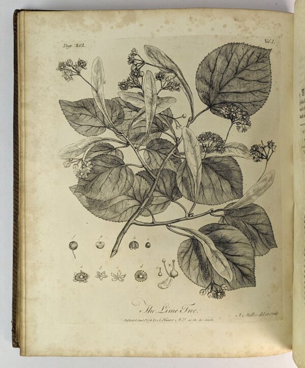 Silva: or, A Discourse of Forest-Trees, and the Propagation of Timber in his Majesty's Dominions: .. - Image 3