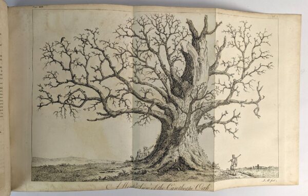 Silva: or, A Discourse of Forest-Trees, and the Propagation of Timber in his Majesty's Dominions: .. - Image 4