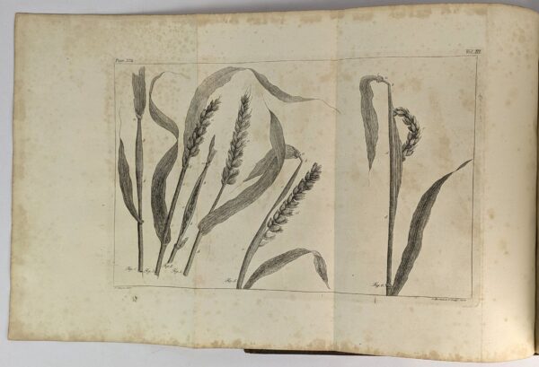 Silva: or, A Discourse of Forest-Trees, and the Propagation of Timber in his Majesty's Dominions: .. - Image 5