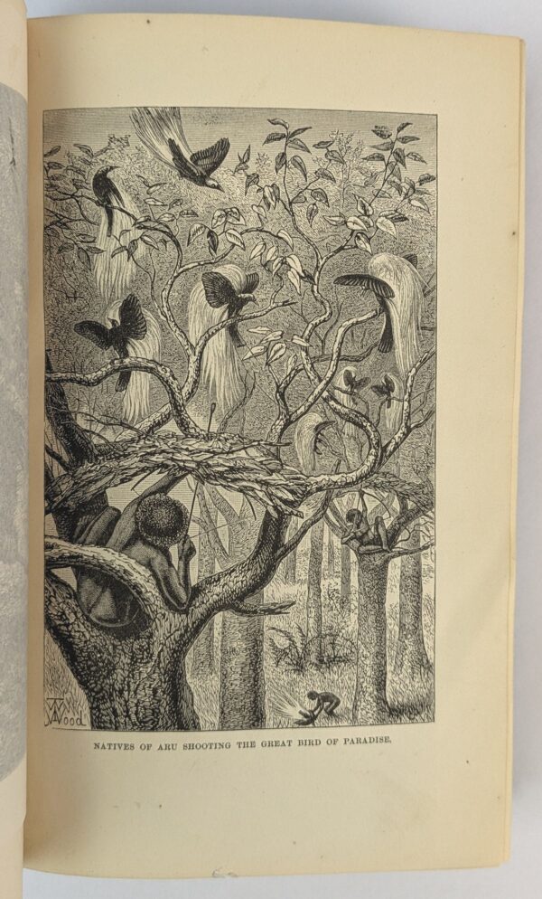 The Malay Archipelago - Image 4