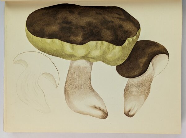 Mushrooms, Russia and History - Image 3