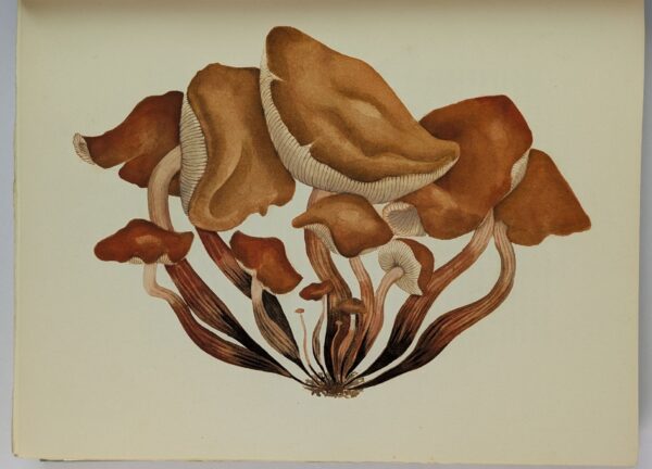 Mushrooms, Russia and History - Image 4