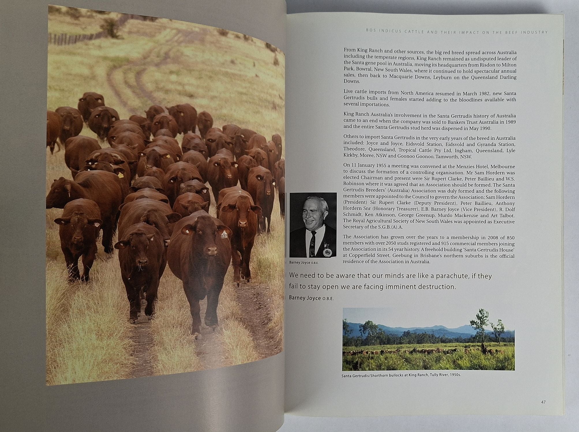 Beef Cattle Australia - Image 2