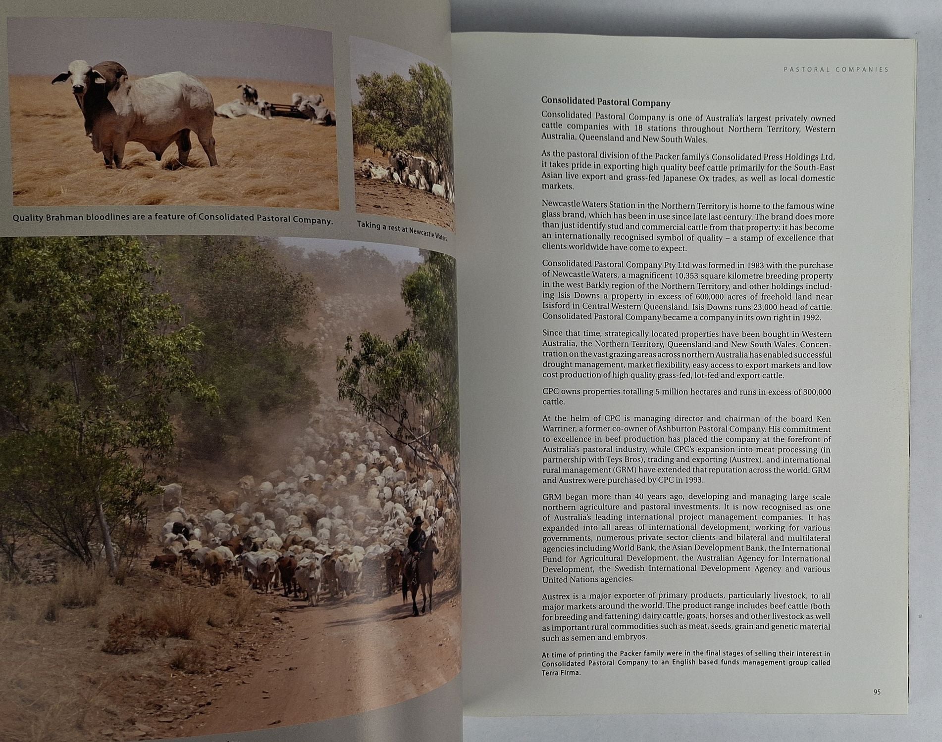 Beef Cattle Australia - Image 3
