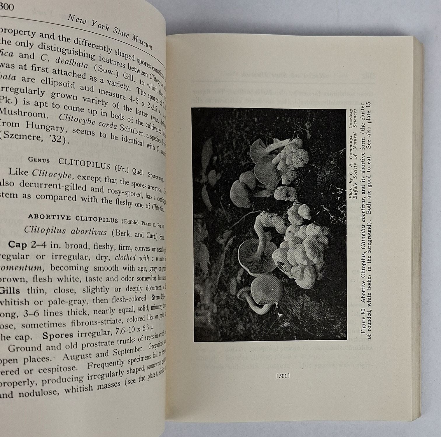 A Popular Guide to the Higher Fungi (Mushrooms) of New York State - Image 2