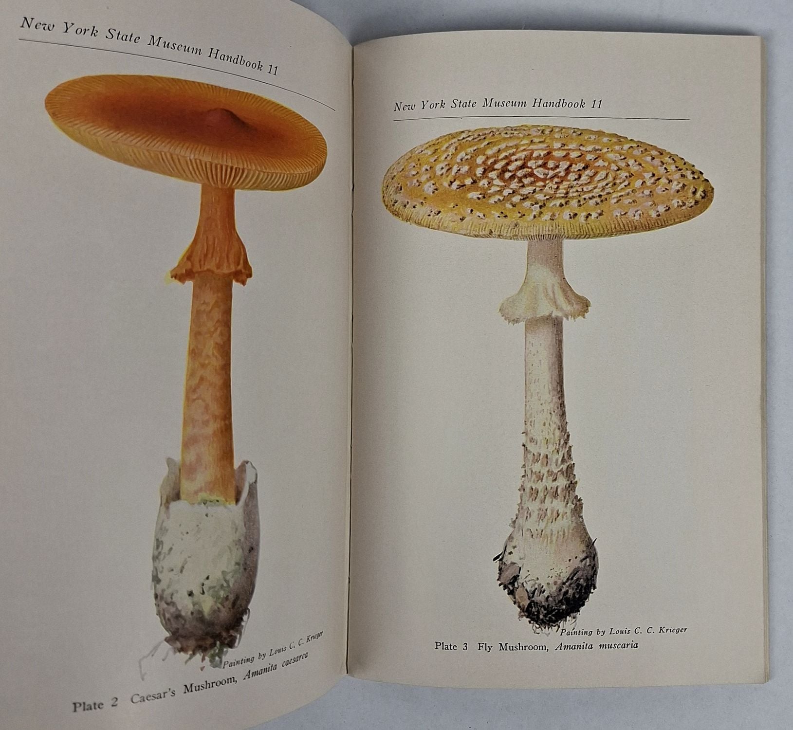 A Popular Guide to the Higher Fungi (Mushrooms) of New York State - Image 3