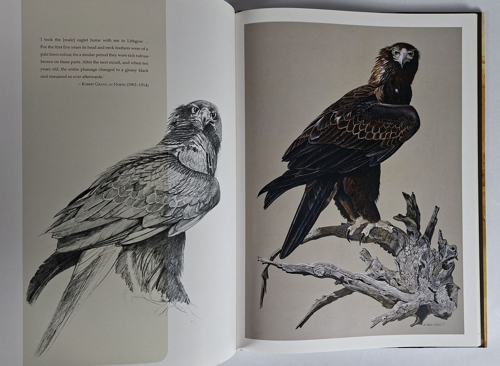 Spirit of the Wedge-Tailed Eagle: The Art of Humphrey Price-Jones - Image 2