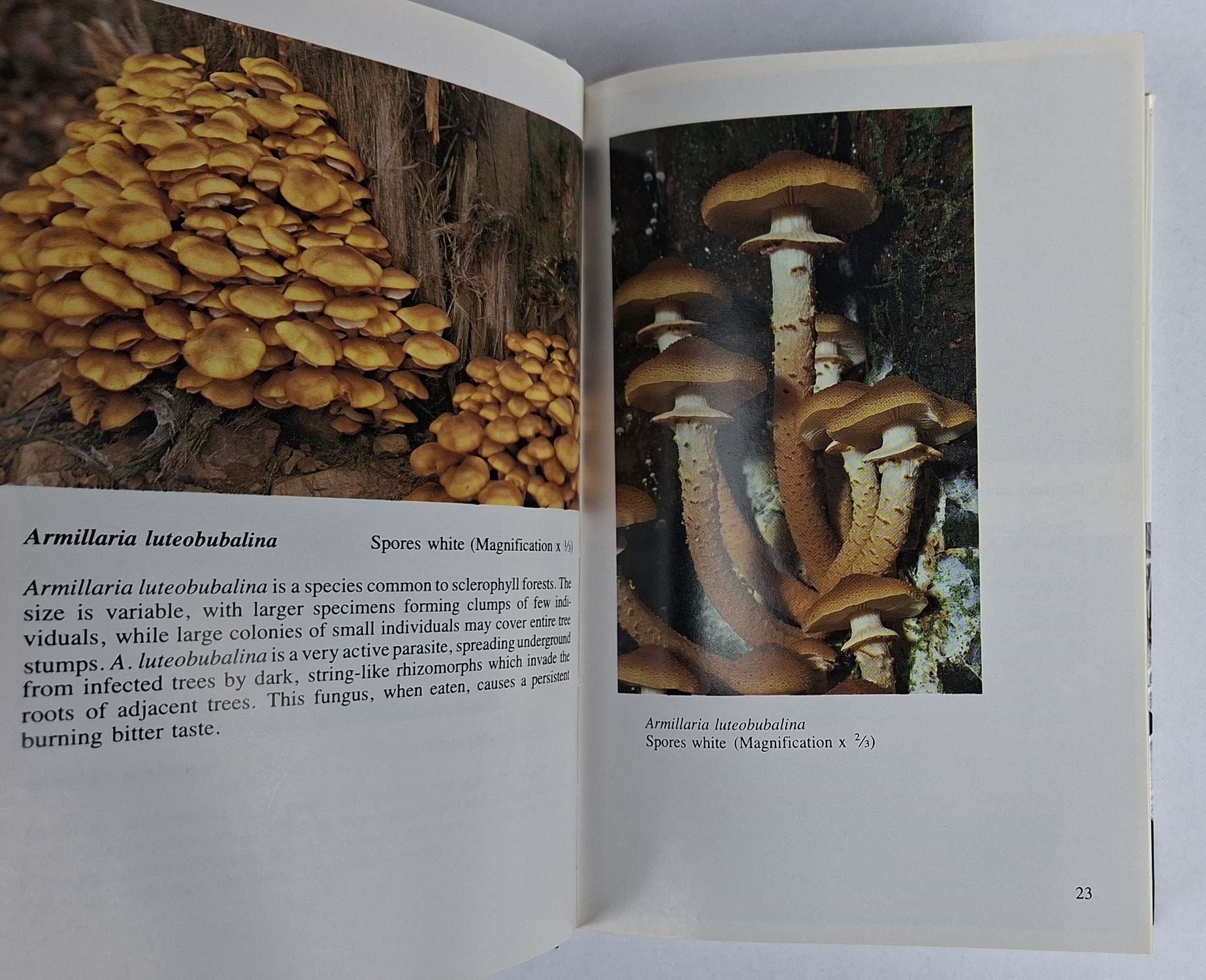 A Field Companion to Australian Fungi - Image 2