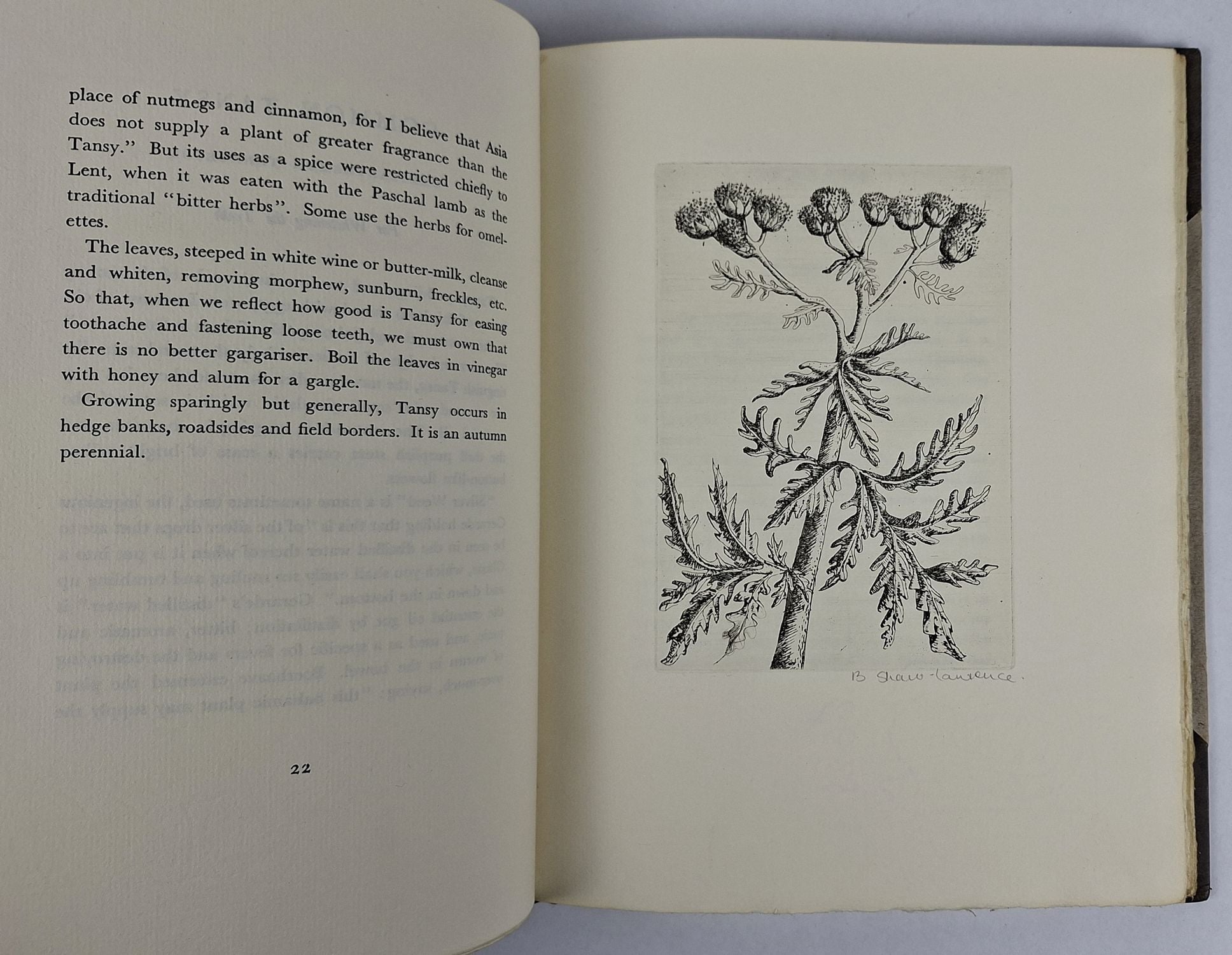 An Herbarium for the Fair: Being a Book of Common Herbs with Etchings - Image 4