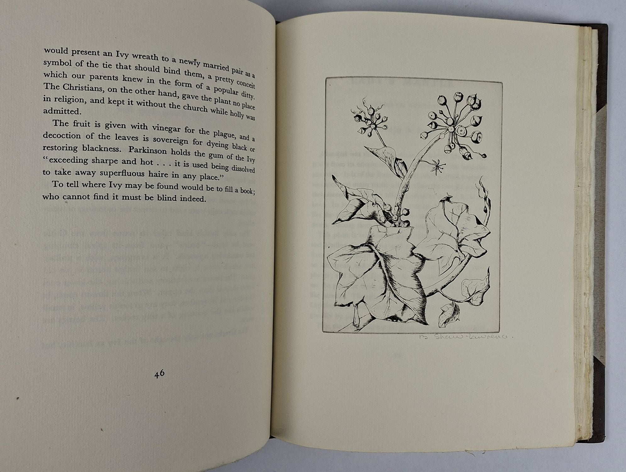 An Herbarium for the Fair: Being a Book of Common Herbs with Etchings - Image 5