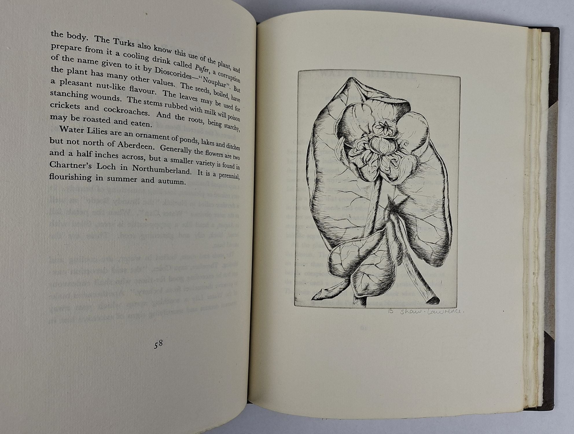 An Herbarium for the Fair: Being a Book of Common Herbs with Etchings - Image 6