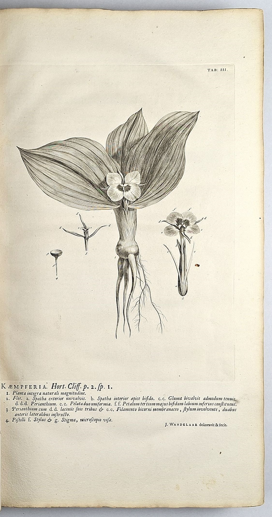 Hortus Cliffortianus - Image 7