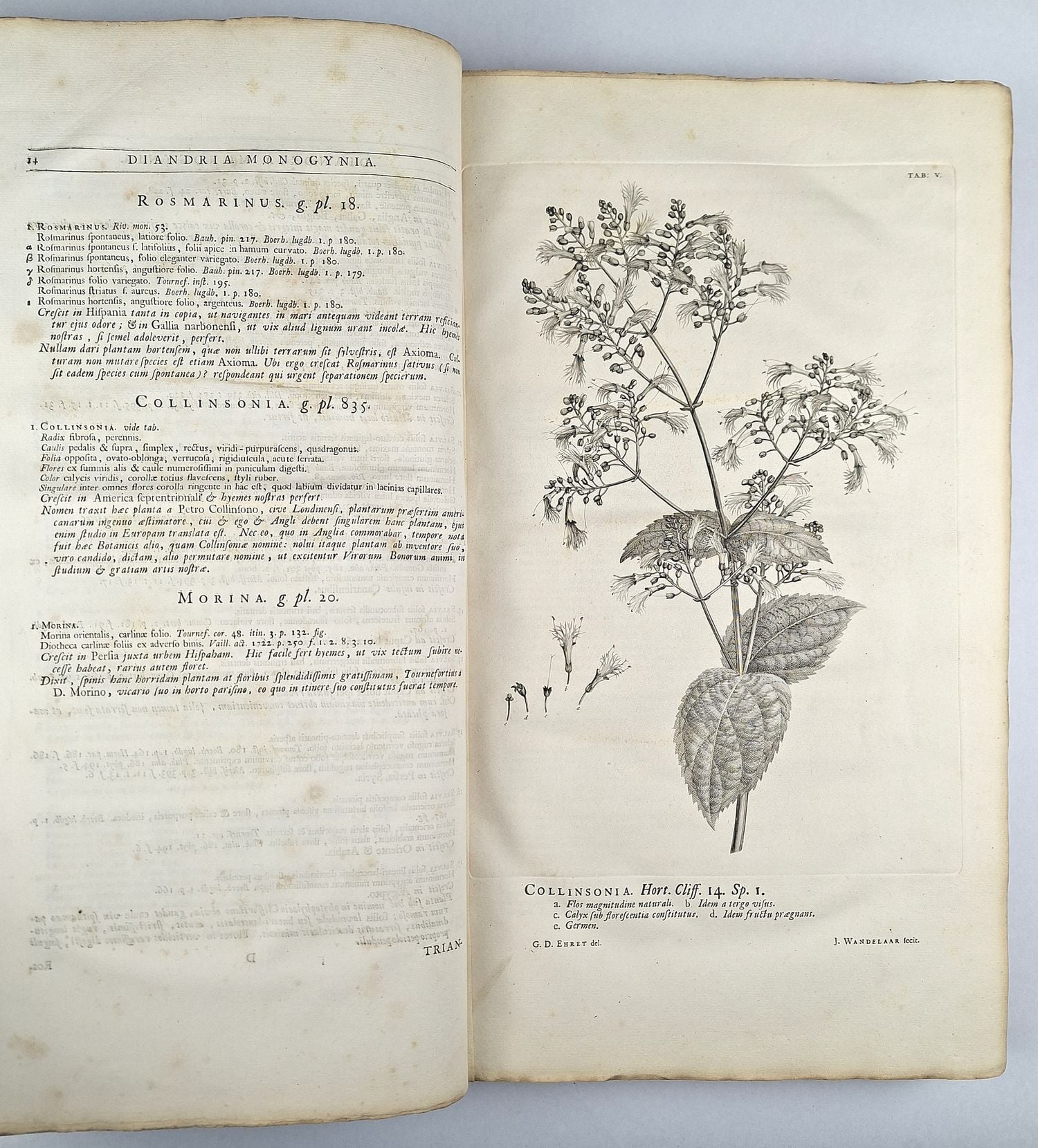 Hortus Cliffortianus - Image 6