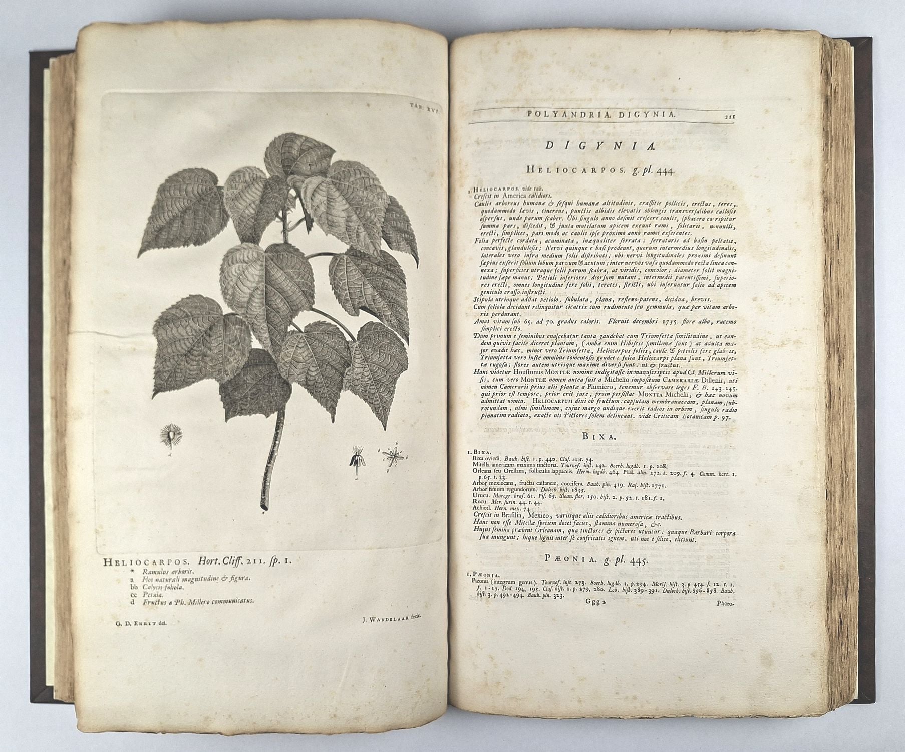 Hortus Cliffortianus - Image 5