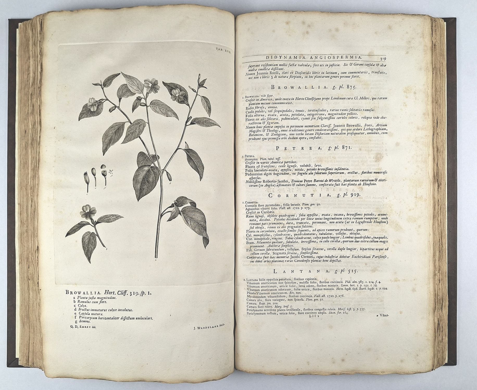 Hortus Cliffortianus - Image 4