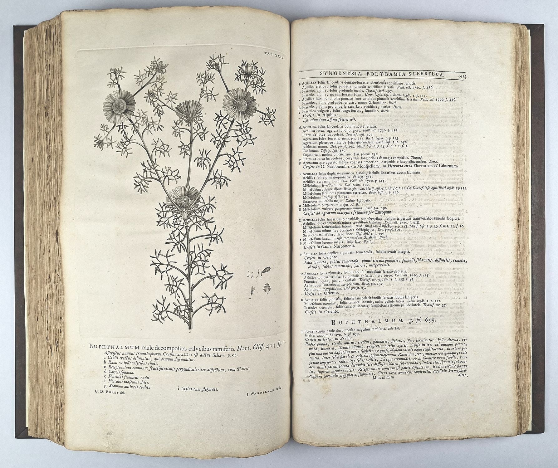 Hortus Cliffortianus - Image 3